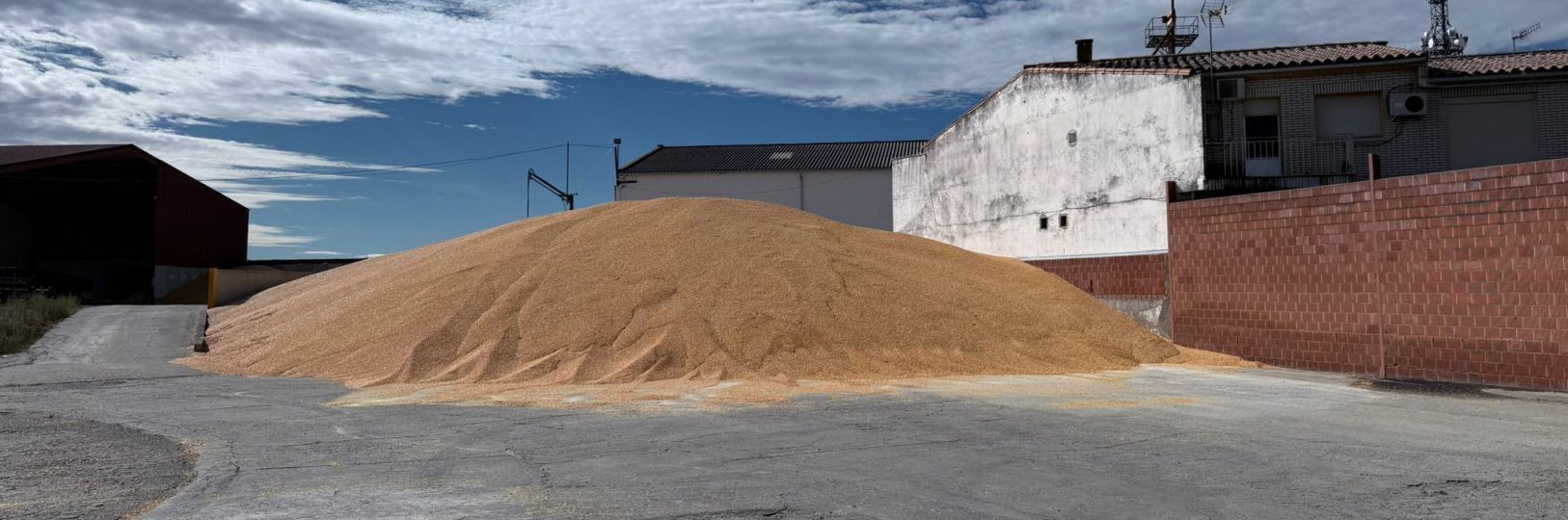 green corn harvest