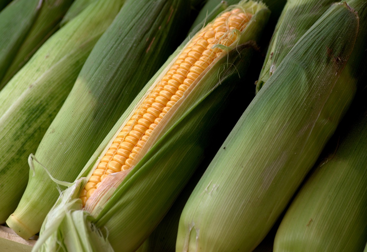 green corn harvest